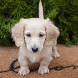 Dachshund puppies from Royal Paws