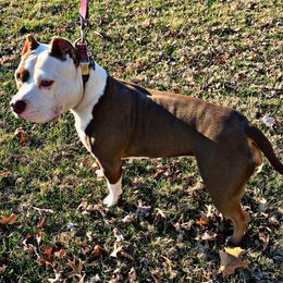 American Bullies from Archrival Bullies