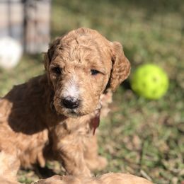 Goldendoodle Puppies from Magnolia Doodles of Southern Miss
