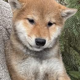 Taku - Red male Shiba Inu puppy in Winthrop, Minnesota from Kayobi Shibas