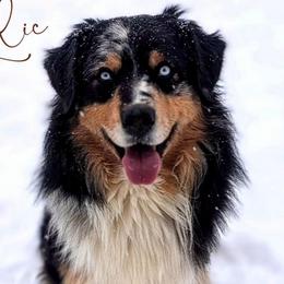 Relic - Australian Shepherd