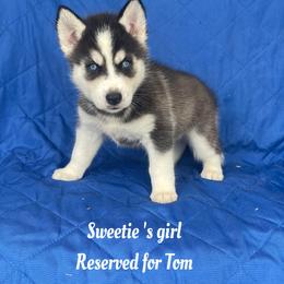 Sweetie's girl - Black and white female Siberian Husky puppy in Ocala, Florida from Florida Husky Puppies