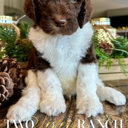 Owl - male Newfypoo puppy in Jackson, Missouri from Two Sisters Ranch, LLC