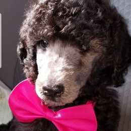 Poodles from Schneider kennel