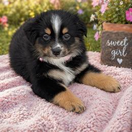 Monica - Black tri female Miniature Australian Shepherd puppy in Grinnell, Iowa from Rural Iowa Aussies & Doodles