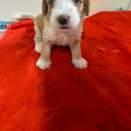 Girl 5 - Caramel cream female Labradoodle puppy in Bakersfield, California from Shelly Lynn
