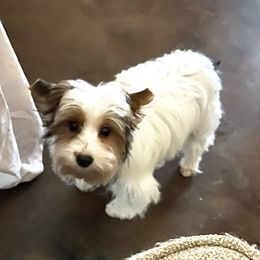 Cesco - Yorkshire Terrier