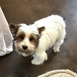 Cesco - Yorkshire Terrier
