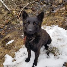 Dutch Shepherds from Ridgetop Ranch & Kennel