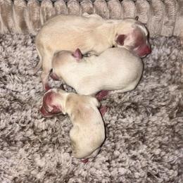 White and Cream Boy - White male Maltipoo puppy in Morehead, Kentucky from Paw Perfect Pets