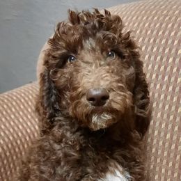 Poodles from Wag-n-Wheel Acres