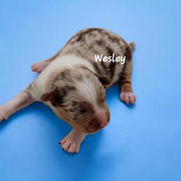 Wesley - Red merle male Miniature Australian Shepherd puppy in Waxhaw, North Carolina from Cane Creek Aussies
