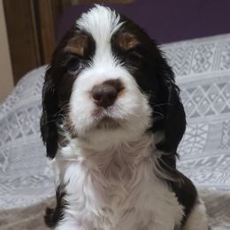 English Springer Spaniel Puppies from Rocky Top Springer Spaniels