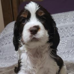 English Springer Spaniel Puppies from Rocky Top Springer Spaniels