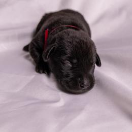 Rose Collar - Black male Labrador Retriever puppy in Lebanon, Oregon from Table Rock Retrievers
