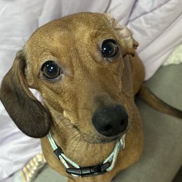 Dachshunds from Mama Mabel’s Stable