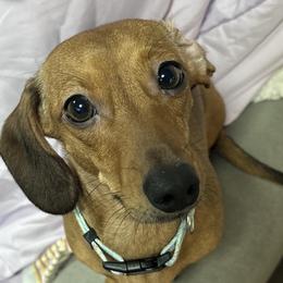 Dachshunds from Mama Mabel’s Stable