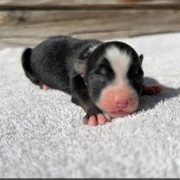BTF 1 - Black tri-color female Australian Shepherd puppy in Sunbright, Tennessee from Laudrick Aussies