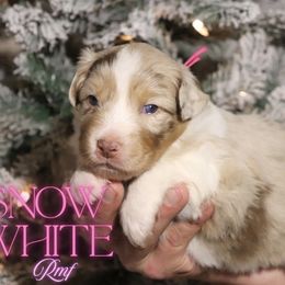 Snow White - Red merle female Australian Shepherd puppy in Keytesville, Missouri from Dogwood Lane Canine