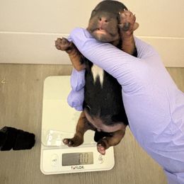 Boy - Black and tan male Yorkshire Terrier puppy in Chicago, Illinois from Chicago Yorkies