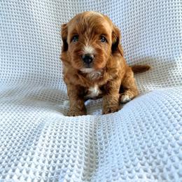 Archie - Apricot male Goldendoodle puppy in Fredericksburg, Ohio from Timshell Farm: Specialty Crossbreed Puppies