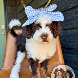 Anna - Brown and white female Bernedoodle puppy in Owasso, Oklahoma from Kallams Bernedoodles & Bernese Mountain Dogs