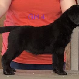 Labrador Retriever Puppies from R Little Retrievers