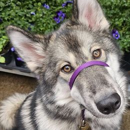 Native American Indian Dogs from Paw Wow Medicine Dogs