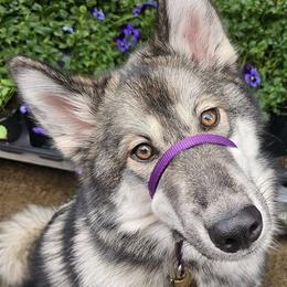 Native American Indian Dogs from Paw Wow Medicine Dogs