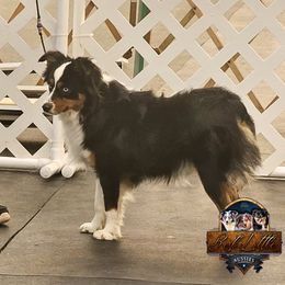 ZZ - Toy Australian Shepherd