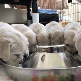 Golden Retriever Puppies from Lakeside Golden Retrievers