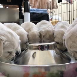 Golden Retriever Puppies from Lakeside Golden Retrievers