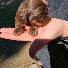Snuggles - Chocolate and tan female Dachshund puppy in Jackson, Tennessee from BlackPine Kennels