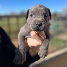 Porky-orange - Blue male Companion Cross puppy in Calimesa, California from Teakwoodpoodleofsocal