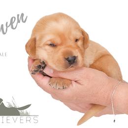 Labrador Retriever Puppies from AGL Retrievers