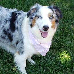 Miniature American Shepherds from A Bar J Ranch Kennel