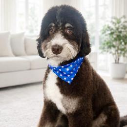 Woods - Bernedoodle