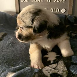 American Corgi Puppies from Mac-Kuz Kennels