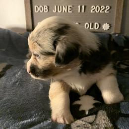 American Corgi Puppies from Mac-Kuz Kennels
