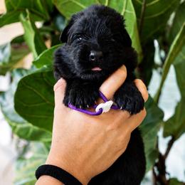 Aztec - Black female German Shepherd puppy in Canton, Texas from WILDWOOD GERMAN SHEPHERDS