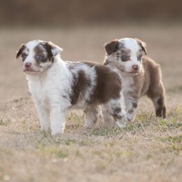 Miniature Australian Shepherd Puppies from Helm Farms Aussies