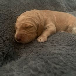 Double Doodle Puppies from COCKADOODLEPOO