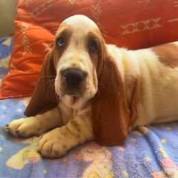 P1M - Red and white male Basset Hound puppy in Honolulu, Hawaii from Sun’Hawaii Basset Hound