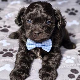 Conway Twitty - Black male Shihpoo puppy in Delphos, Ohio from Route 66 Puppies