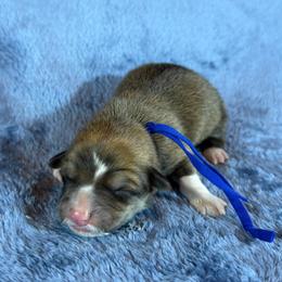 Blue Collar Male - Sable male Pembroke Welsh Corgi puppy in Victoria, Texas from Clear Creek Corgis