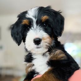 Laguna - Tri-color male Bernedoodle puppy in Murrieta, California from Brookside Bernedoodles