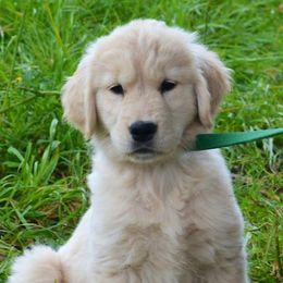 Golden Retrievers from Aspire Golden Retrievers