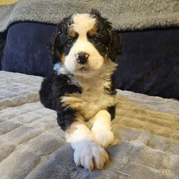 Twix - Tri-color female Bernedoodle puppy in Lancaster, Pennsylvania from NLB Mini Bernedoodles