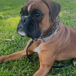 Nova - Fawn female Boxer puppy in Gustine, California from Spicchio d'Aglio Boxers