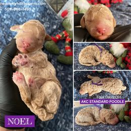 Purple Collar Girl - Apricot female Poodle puppy in Charlo, Montana from Heavenly Hilltop Farm